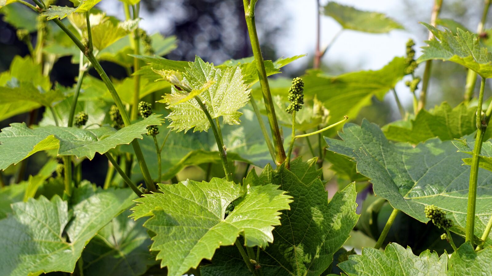 Sony Alpha a5000 (ILCE 5000) + Sony E 55-210mm F4.5-6.3 OSS sample photo. Vine, wine, grapes photography