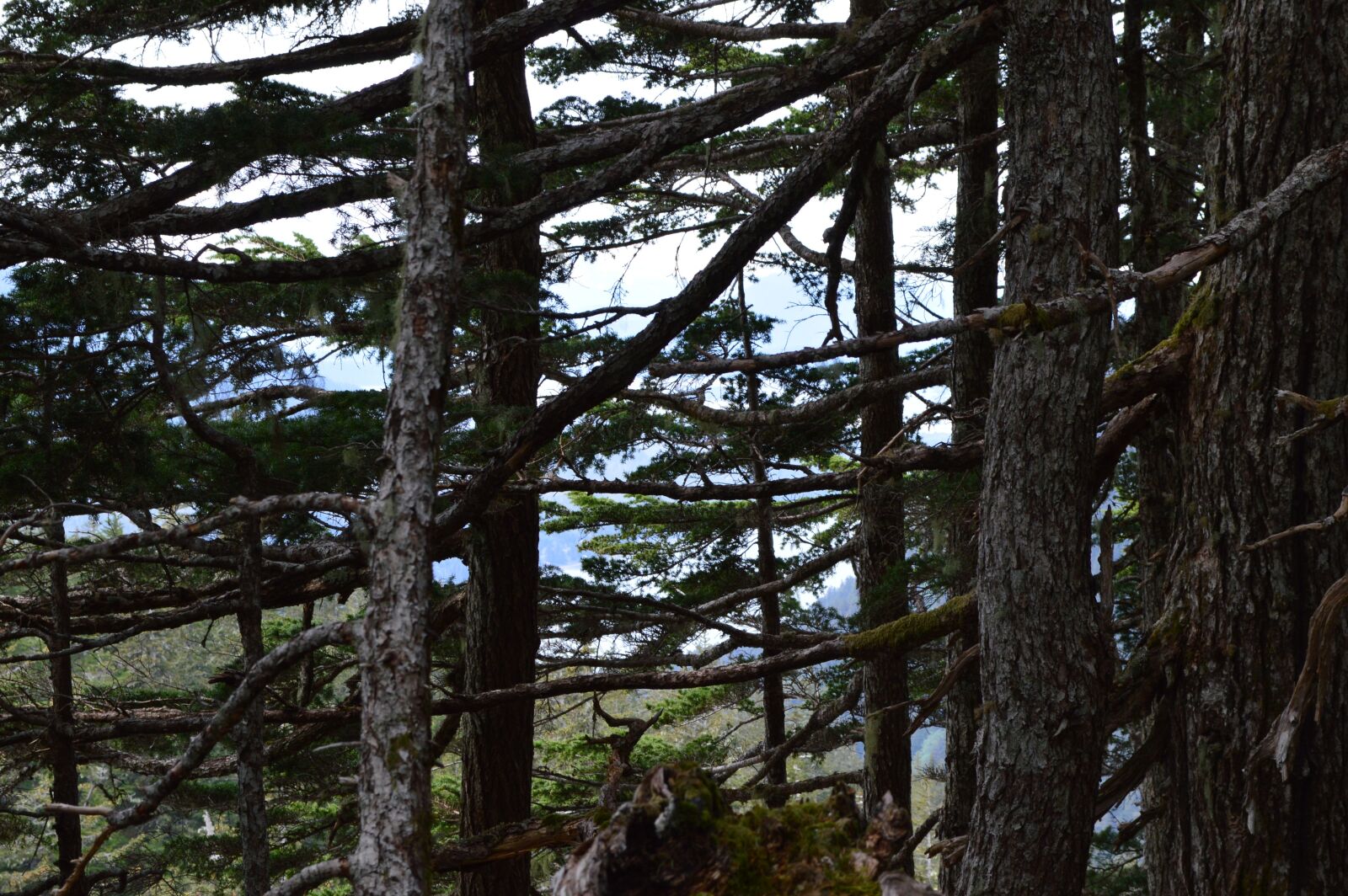 Nikon D3200 sample photo. Alaska, forest, america photography