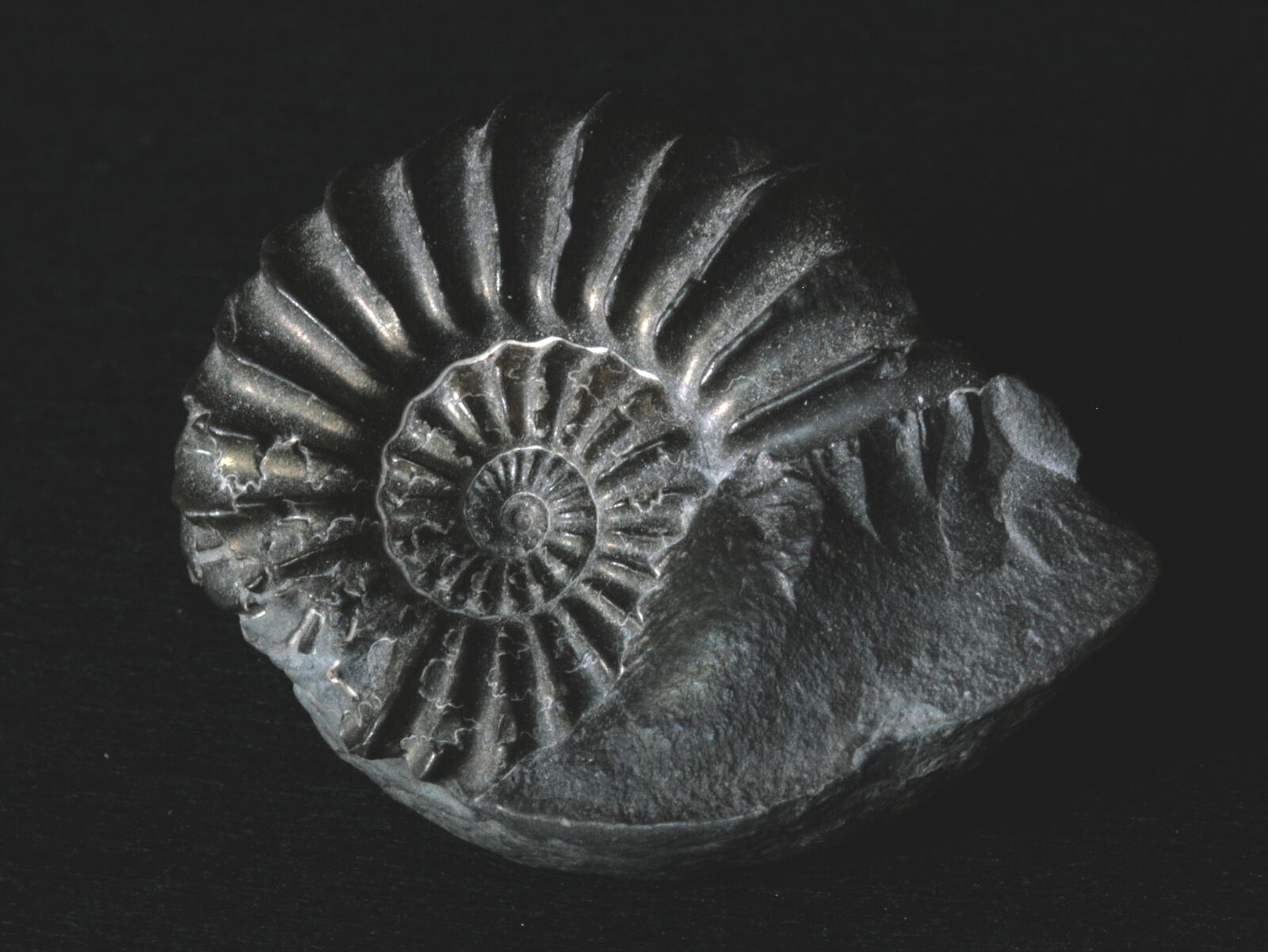 Canon EOS 400D (EOS Digital Rebel XTi / EOS Kiss Digital X) sample photo. Petrification, fossil, snail photography