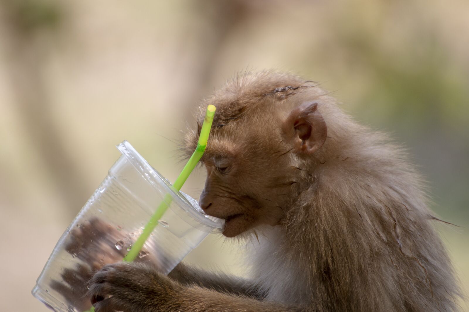 Canon EOS 70D sample photo. Monkey, animal, ape photography