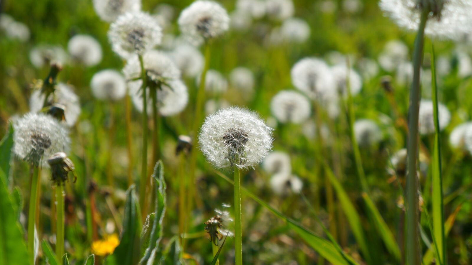 Sony Alpha a3000 + Sony E 18-55mm F3.5-5.6 OSS sample photo. Nature, plants, dandelions photography