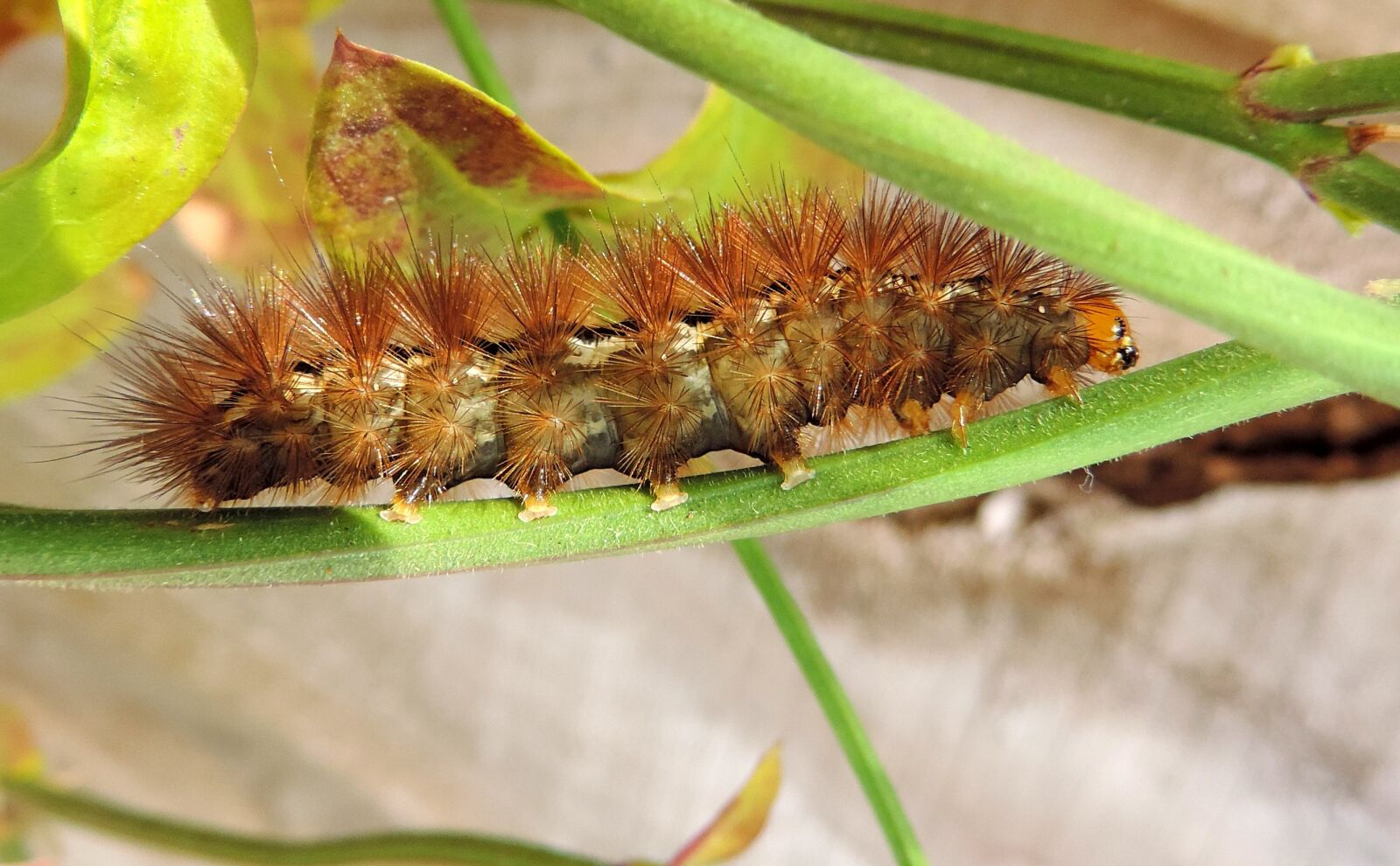 Nikon Coolpix P520 sample photo. Animal, biology, bug, caterpillar photography