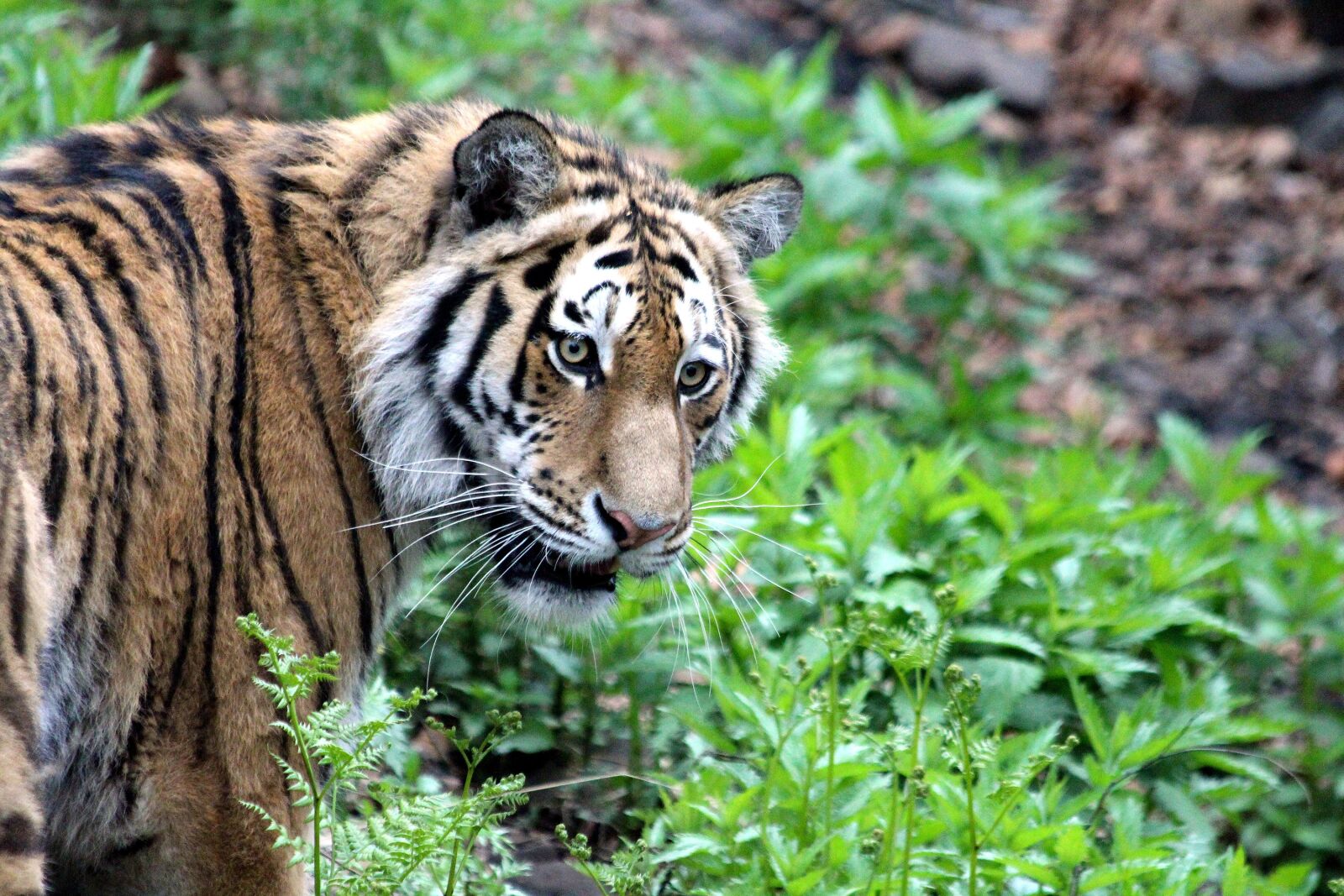 Canon EOS 650D (EOS Rebel T4i / EOS Kiss X6i) sample photo. Tiger, amur tiger, ussurian photography