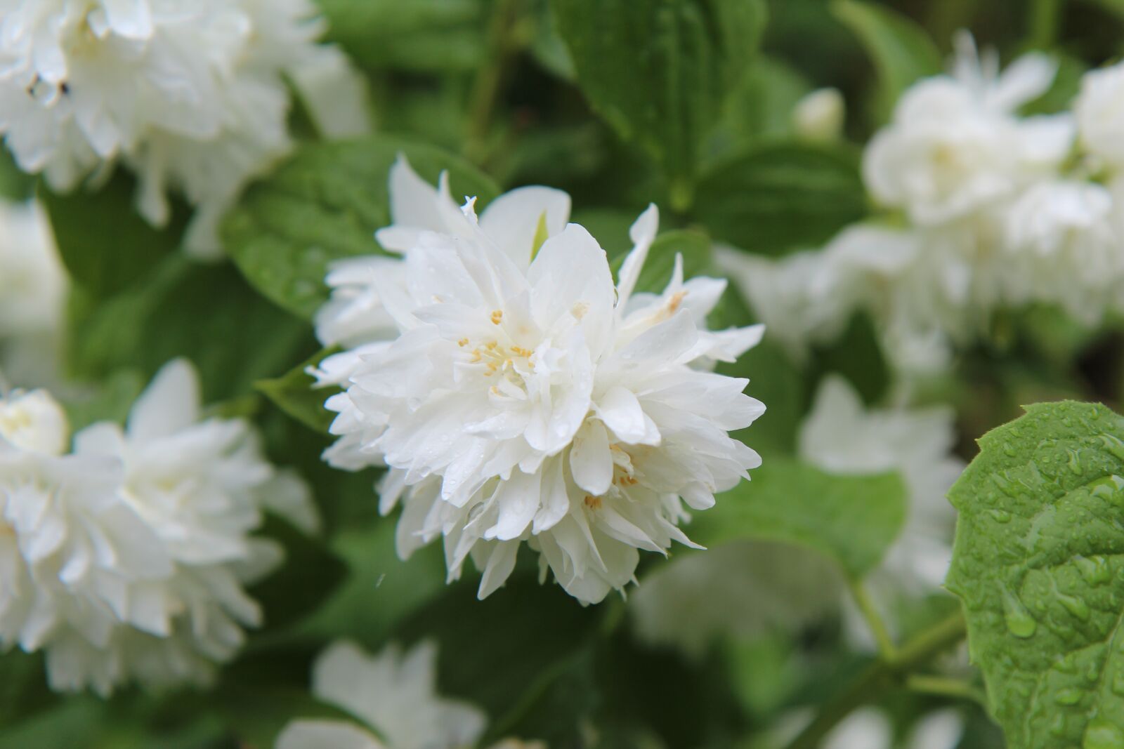 Canon EOS 600D (Rebel EOS T3i / EOS Kiss X5) sample photo. Mock-orange, seringat, white flowers photography