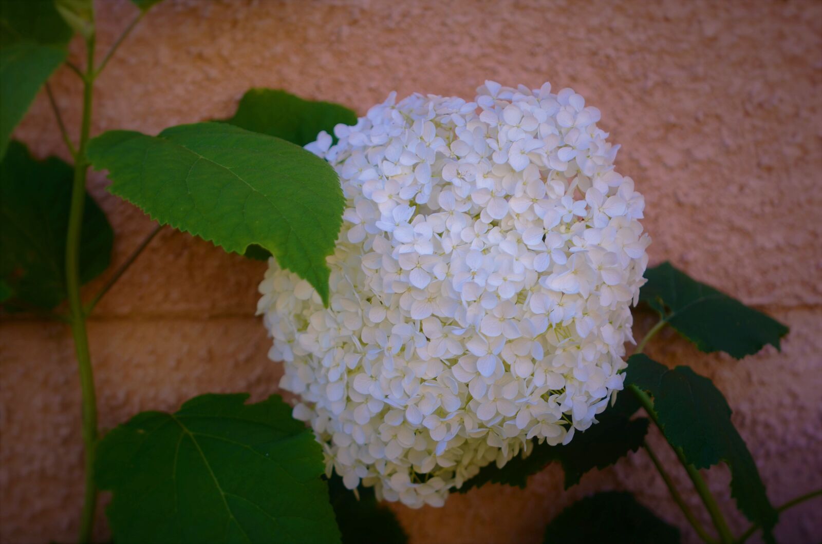 Nikon D7000 sample photo. Flower, nature, spring photography