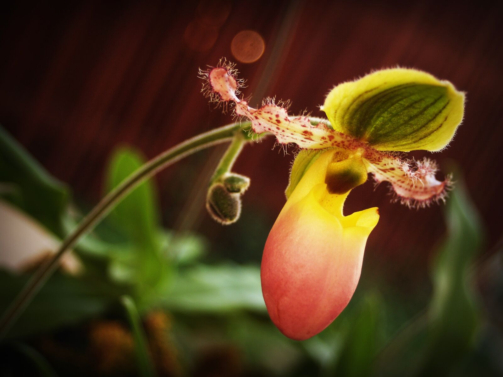 Olympus E-300 (EVOLT E-300) sample photo. Flower, orchid, tropical photography