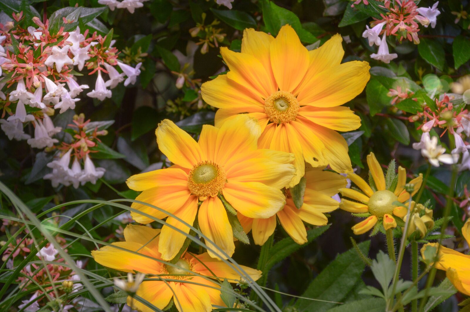 Nikon D3200 sample photo. Nature, flora, plant photography