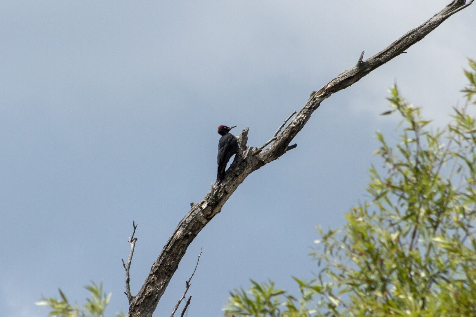 Canon EOS 1300D (EOS Rebel T6 / EOS Kiss X80) sample photo. Woodpecker, bird, vertebrate photography