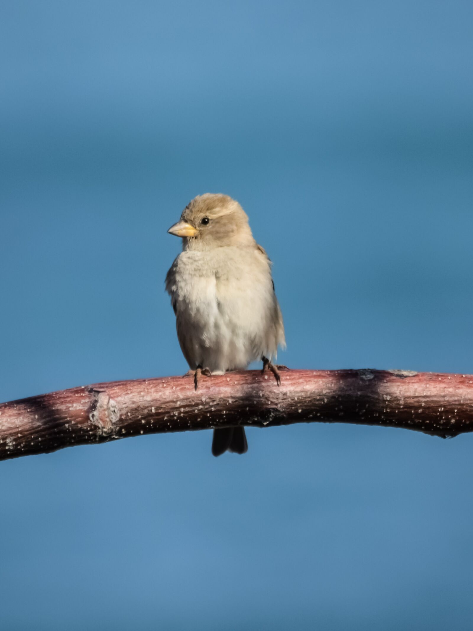 Nikon D3300 sample photo. Sparrow, bird, wildlife photography