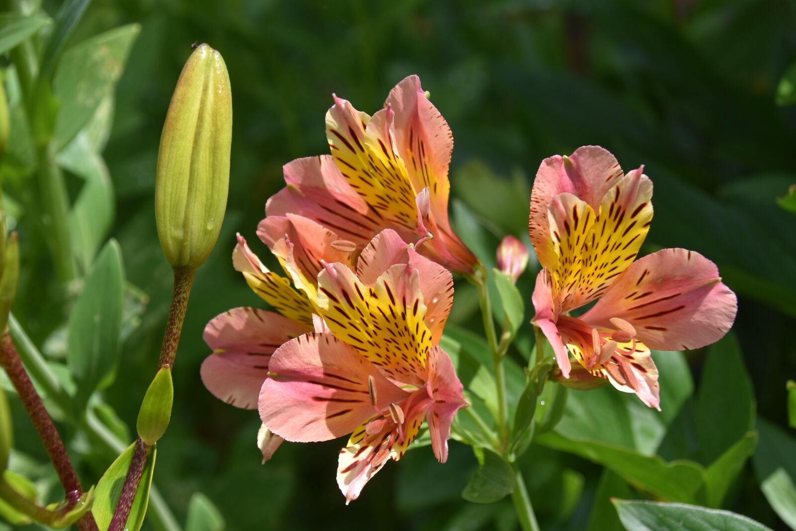 Nikon D5600 sample photo. Flowers, flower, flower bud photography