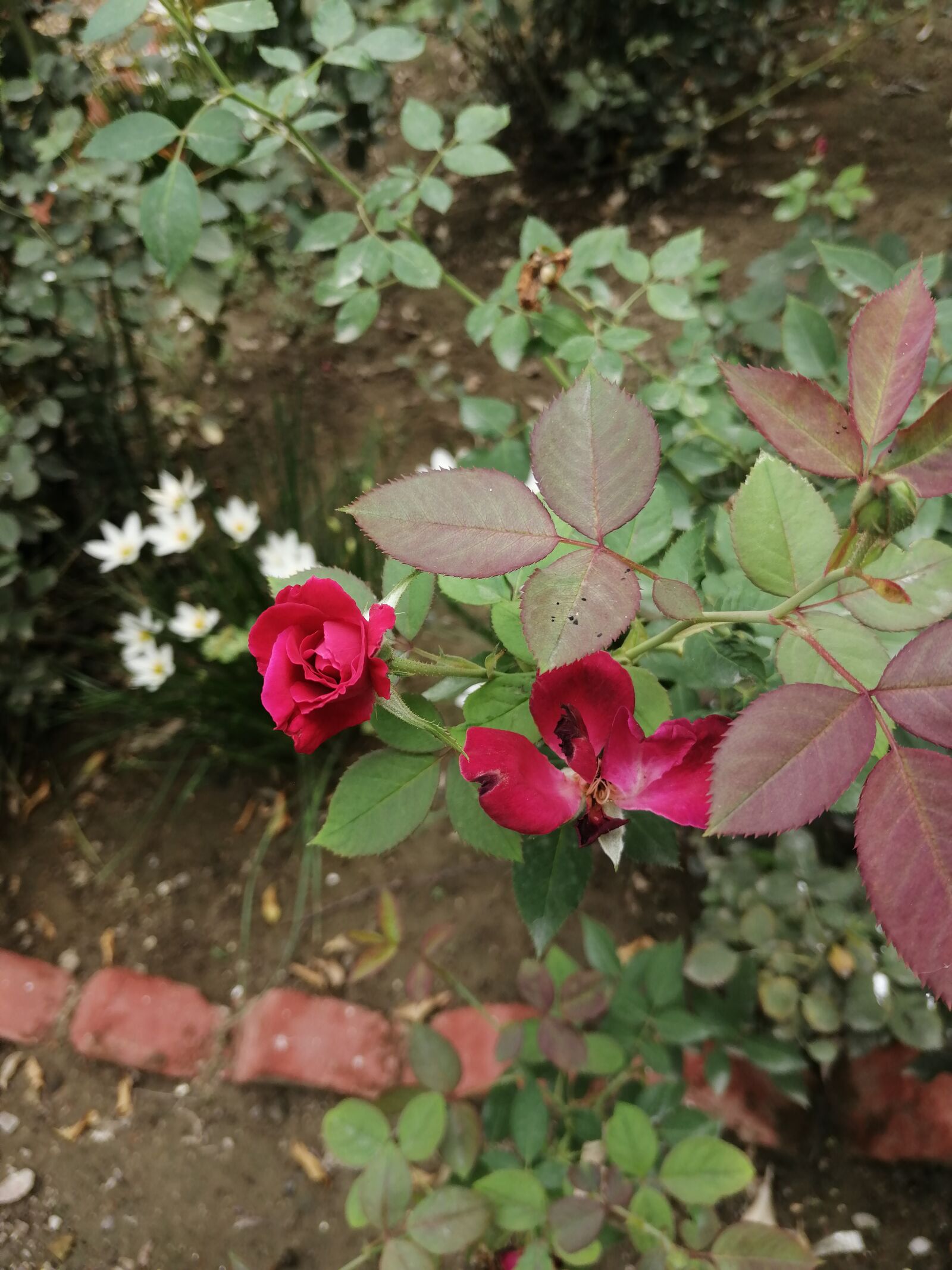 HUAWEI Honor 8x sample photo. Plant, red, rose photography
