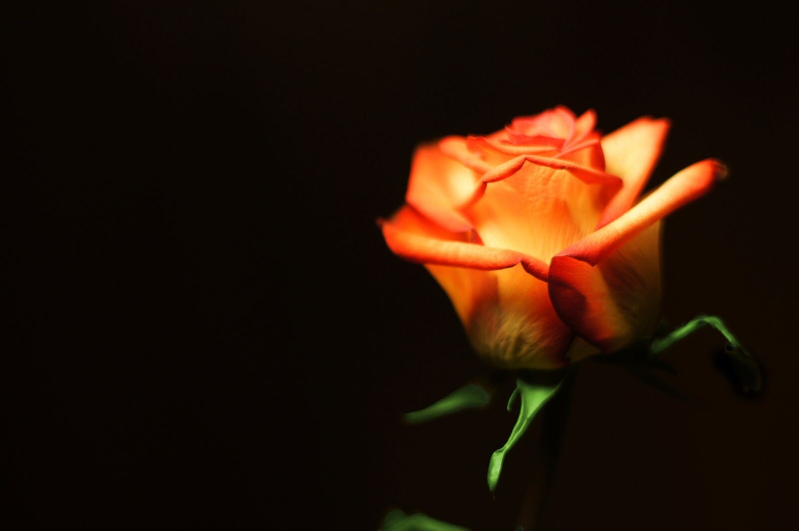 Sony Alpha DSLR-A450 sample photo. Rose, orange, flower photography