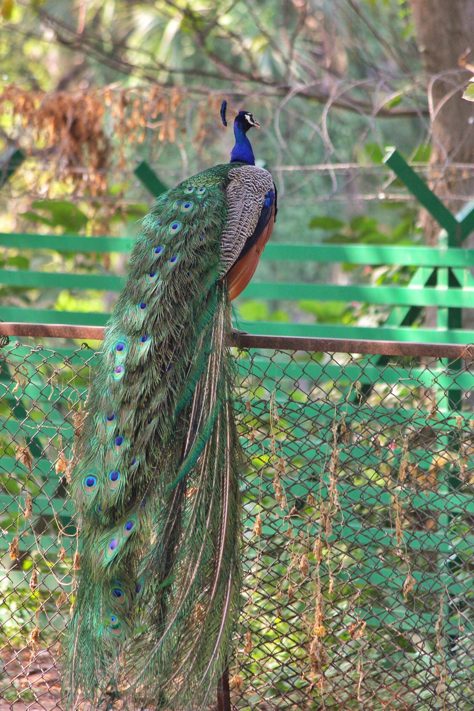 Canon EF-S 55-250mm F4-5.6 IS II sample photo. Bird, green, natural, peacock photography