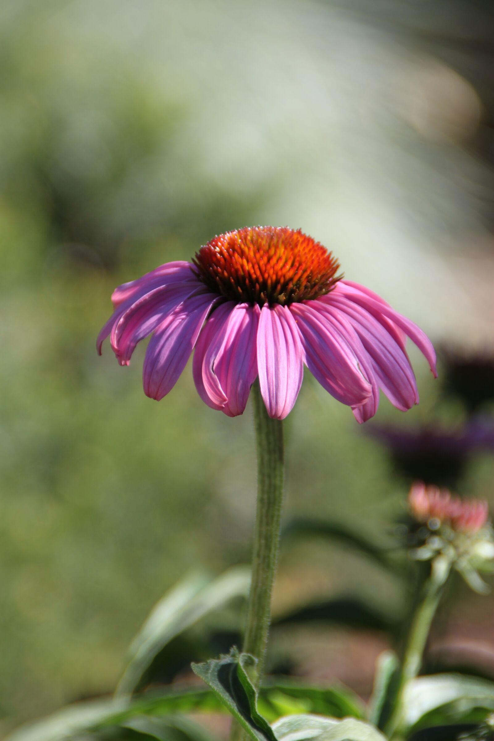 Canon EOS 500D (EOS Rebel T1i / EOS Kiss X3) sample photo. Purple coneflower, utah, salt photography
