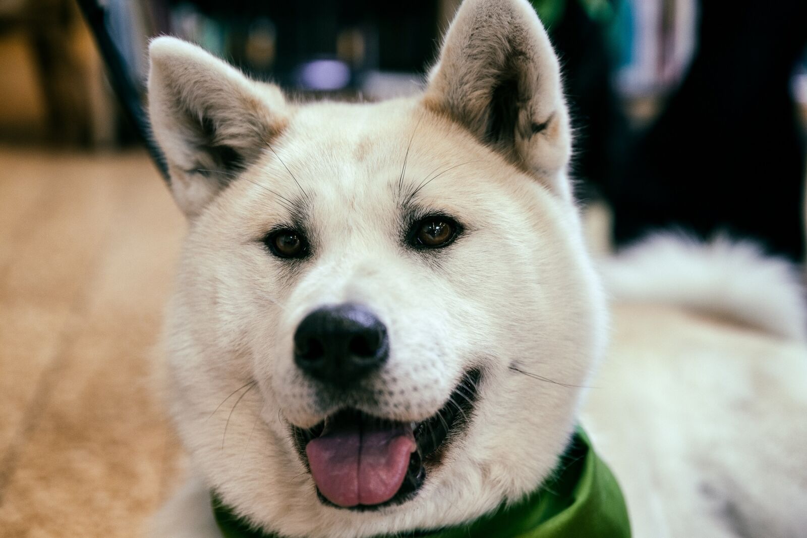 Canon EF 24-70mm F2.8L II USM sample photo. Akita, dog, canine photography