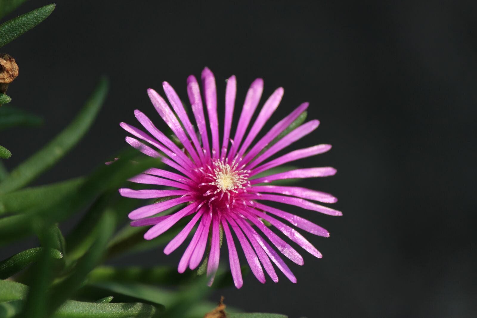 Canon EOS 100D (EOS Rebel SL1 / EOS Kiss X7) sample photo. Nature, plants, flowers photography