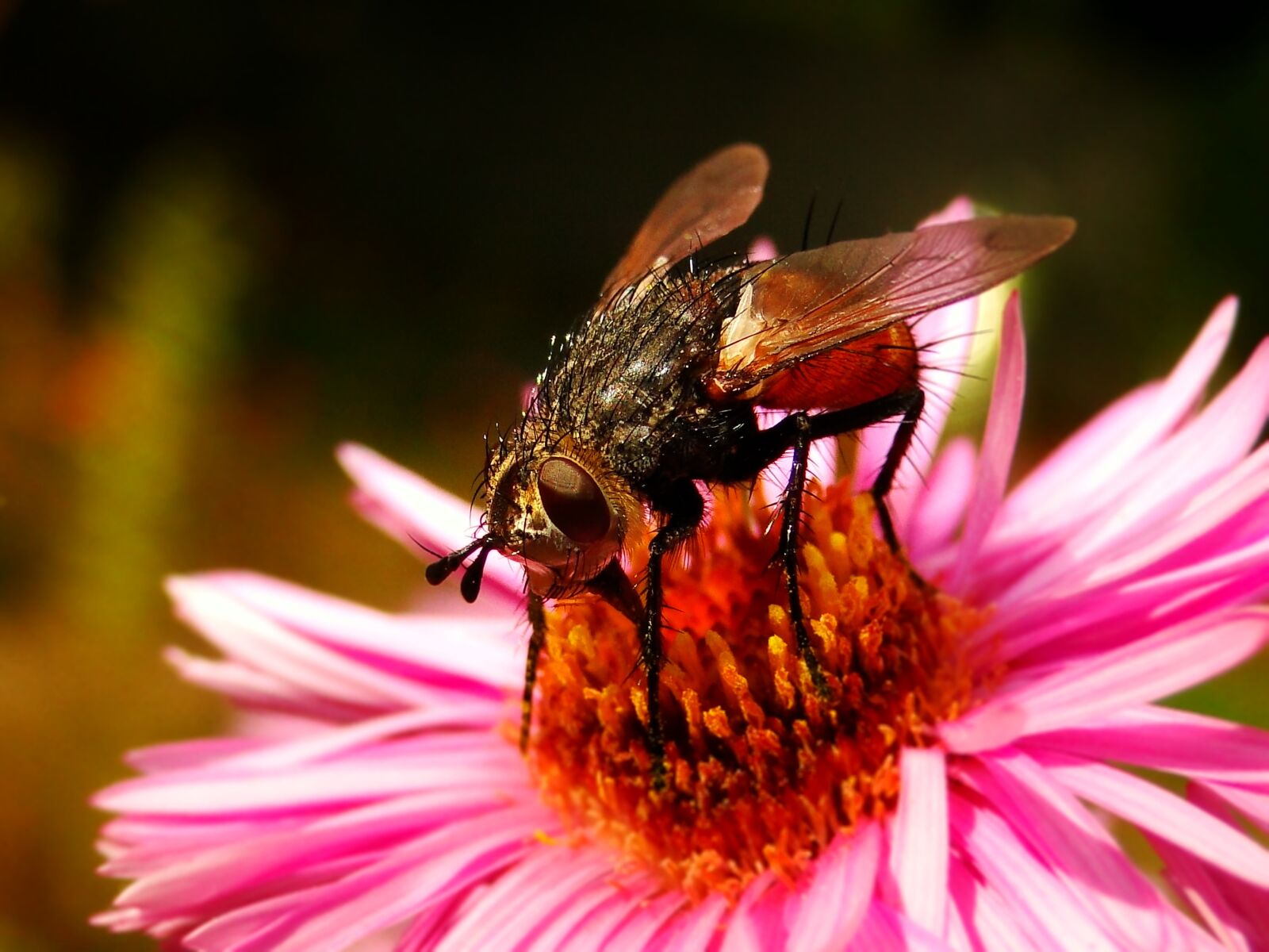Sony Cyber-shot DSC-HX1 sample photo. Insect, nature, apiformes photography