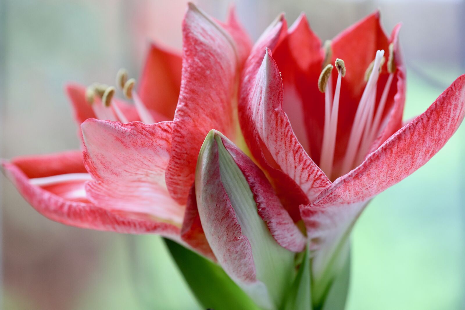 Canon EOS 800D (EOS Rebel T7i / EOS Kiss X9i) sample photo. Amaryllis, flowers, amaryllis plant photography