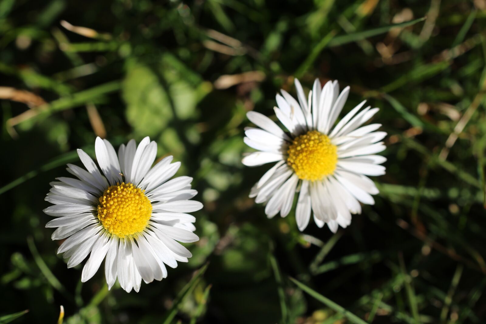 Canon EOS 700D (EOS Rebel T5i / EOS Kiss X7i) sample photo. Two, rays, bright photography