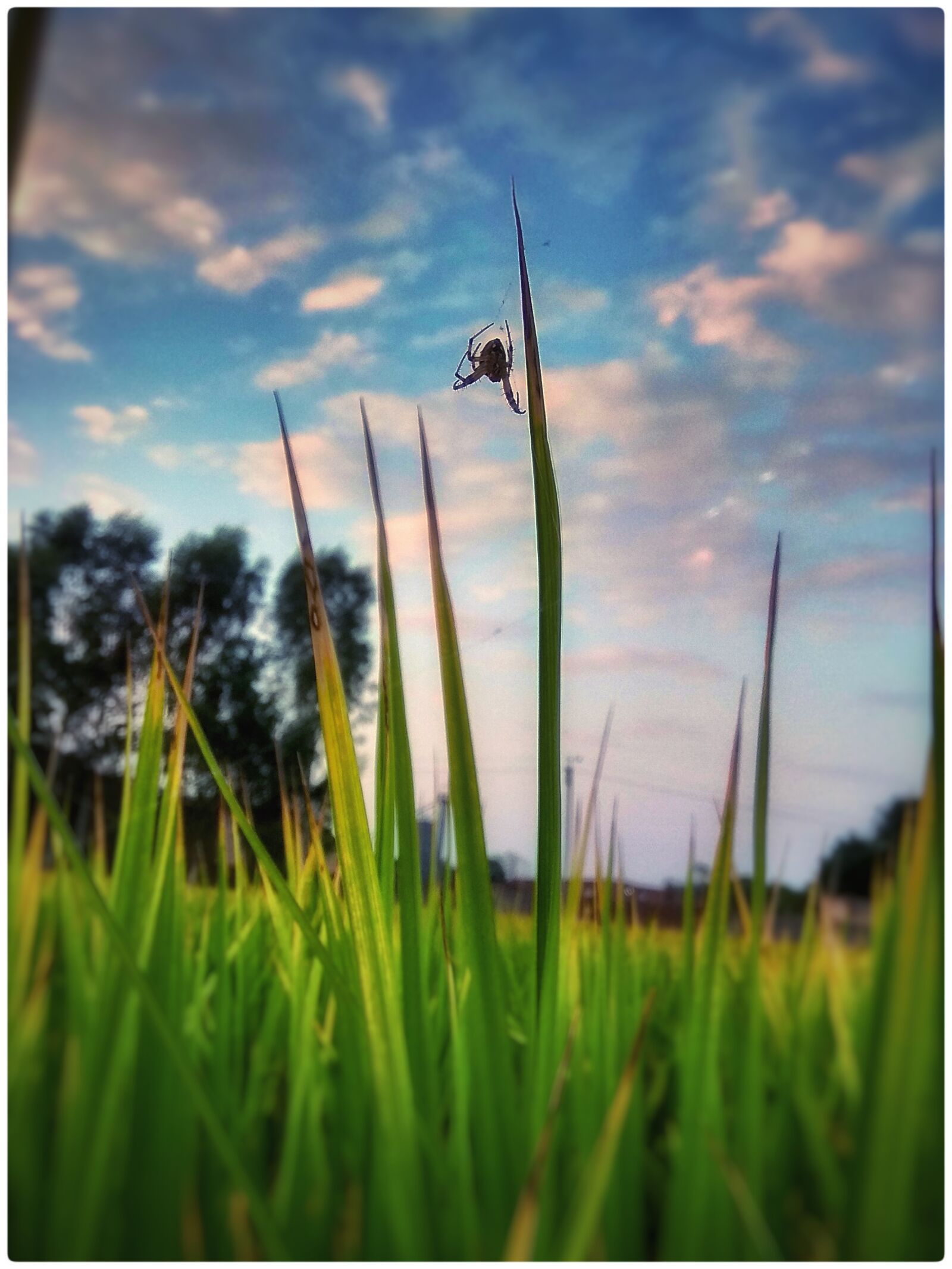 Xiaomi Redmi Note 4 sample photo. Spider in fields, cloud photography