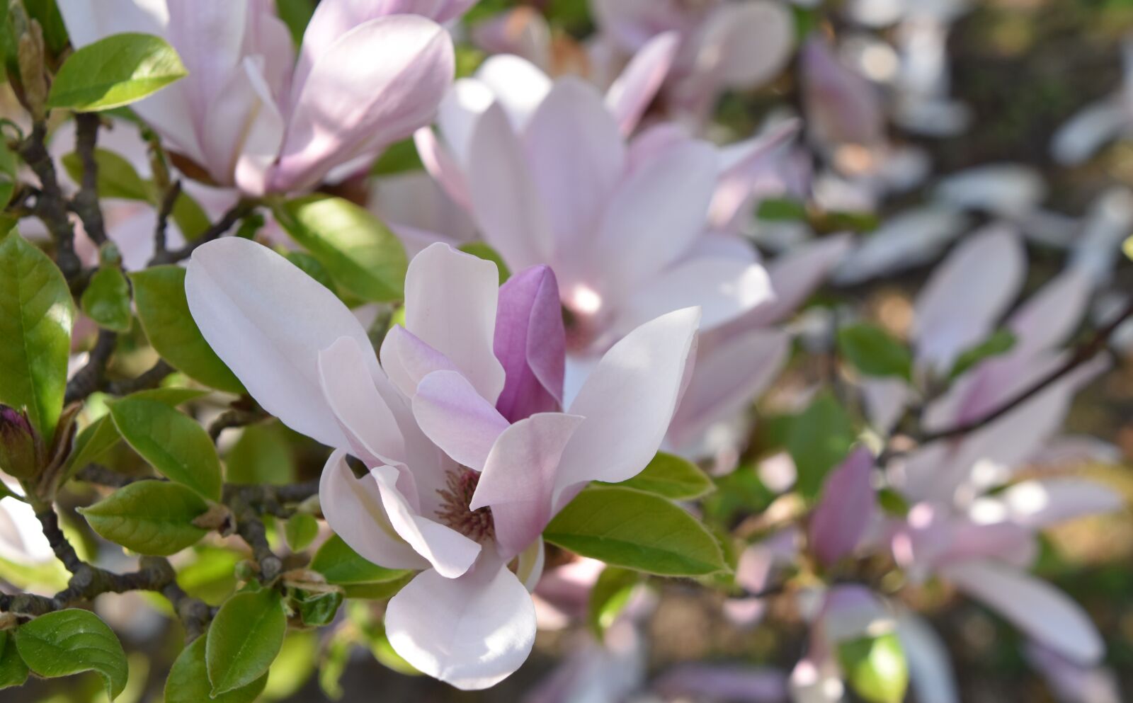 Nikon D5600 sample photo. Flower, plant, nature photography
