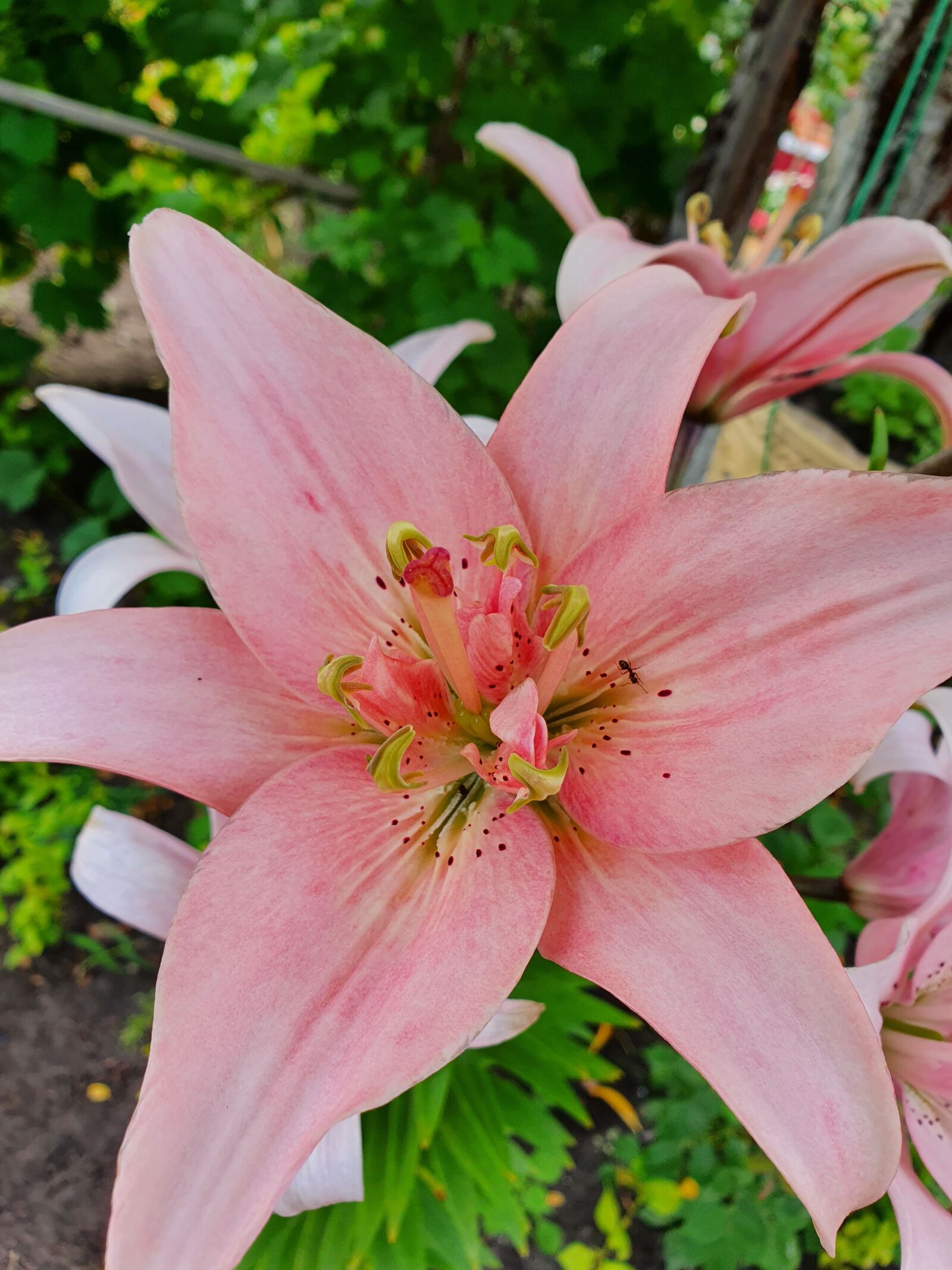 Samsung Galaxy S10 sample photo. Lily, flower, pink photography