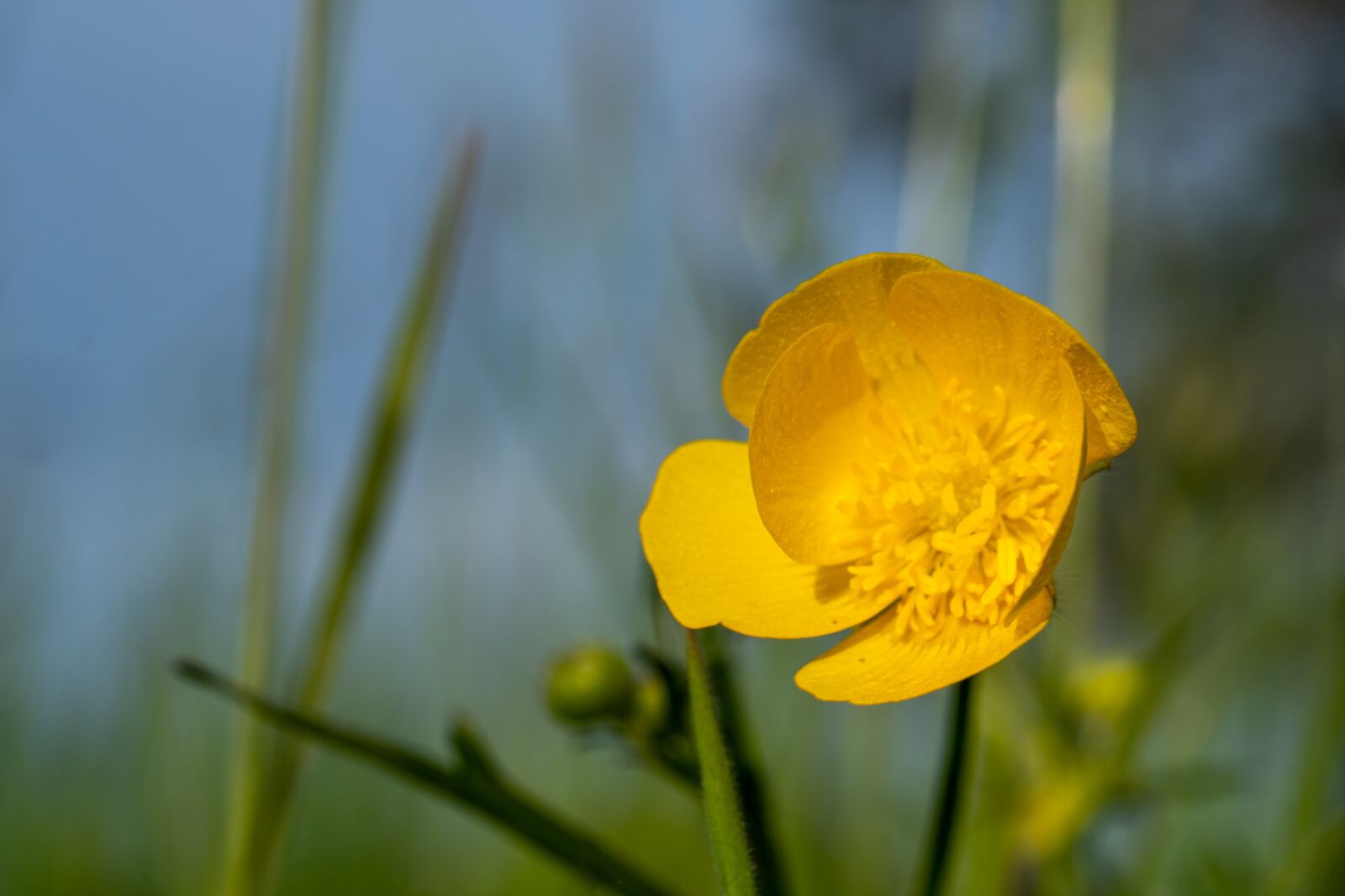 E 50mm F1.8 OSS sample photo. Flower, macro, nature photography