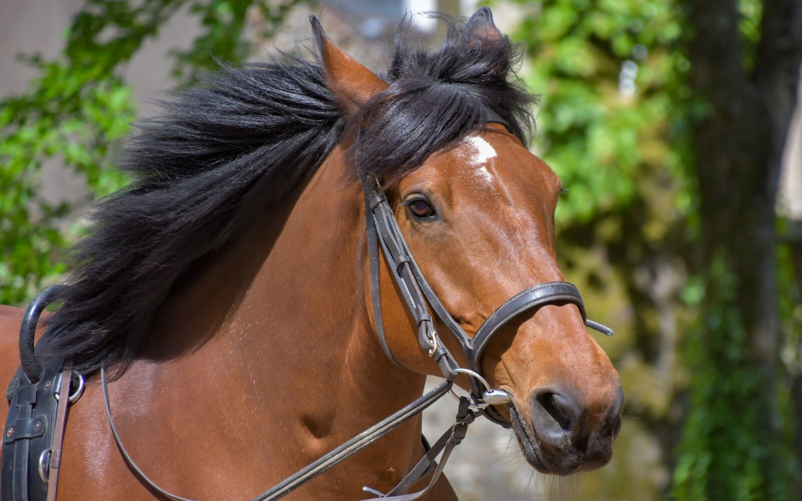 Nikon D500 sample photo. Horse, head, mane photography