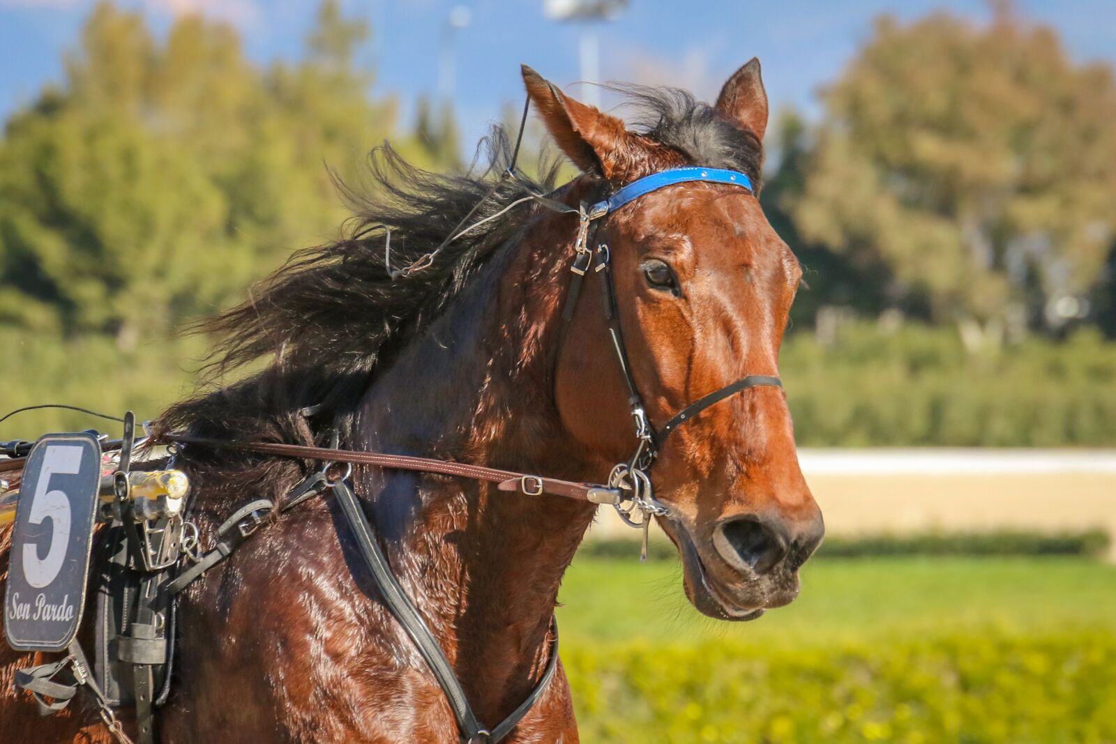 Canon EOS 7D Mark II sample photo. Horses, racing, trot photography