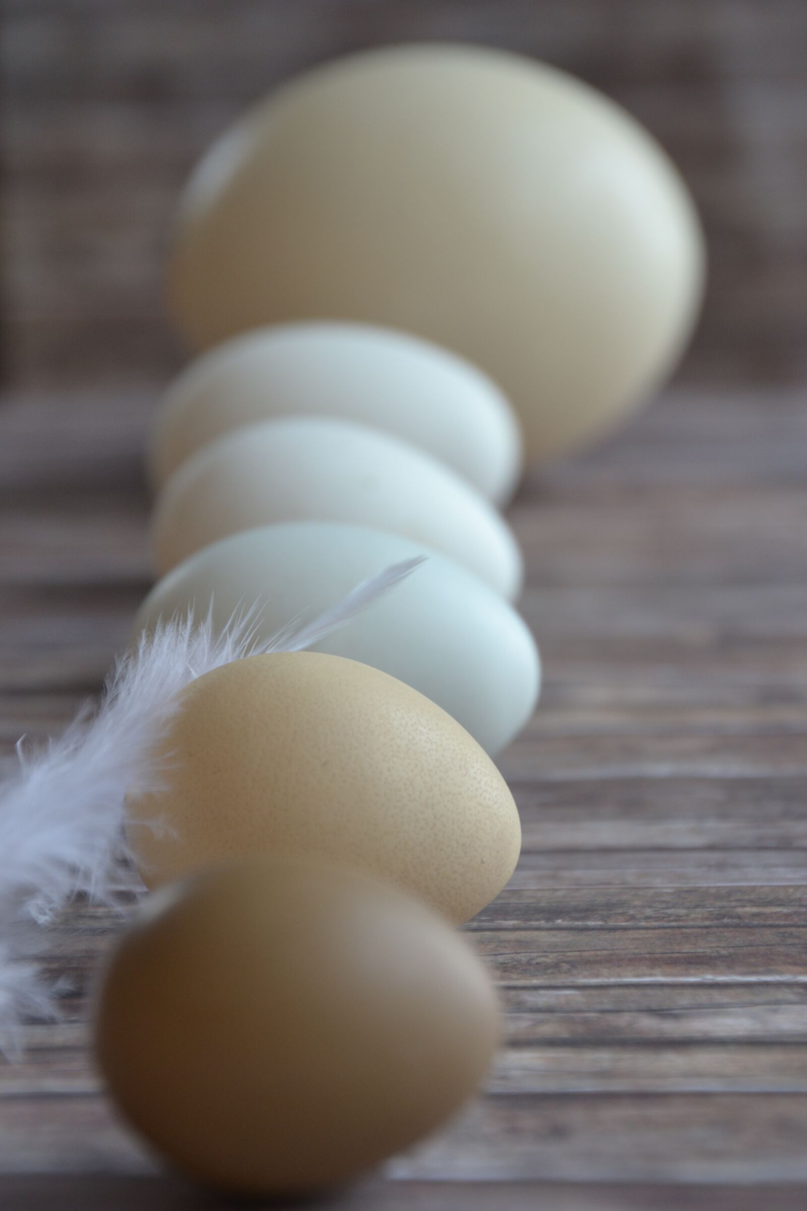 Nikon D3100 sample photo. Egg, nature, easter photography