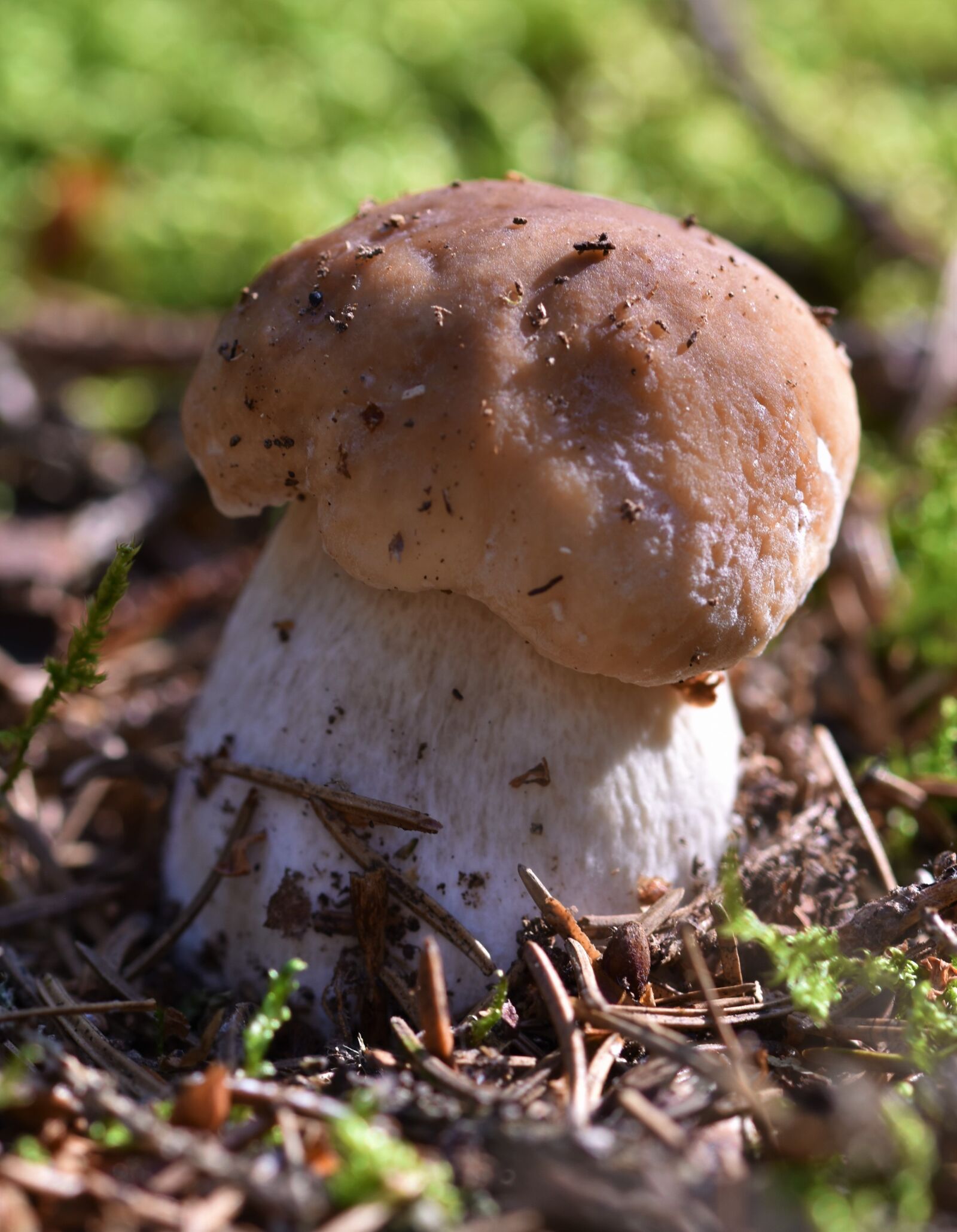 Nikon D5600 sample photo. Mushroom, fungus, fungi photography