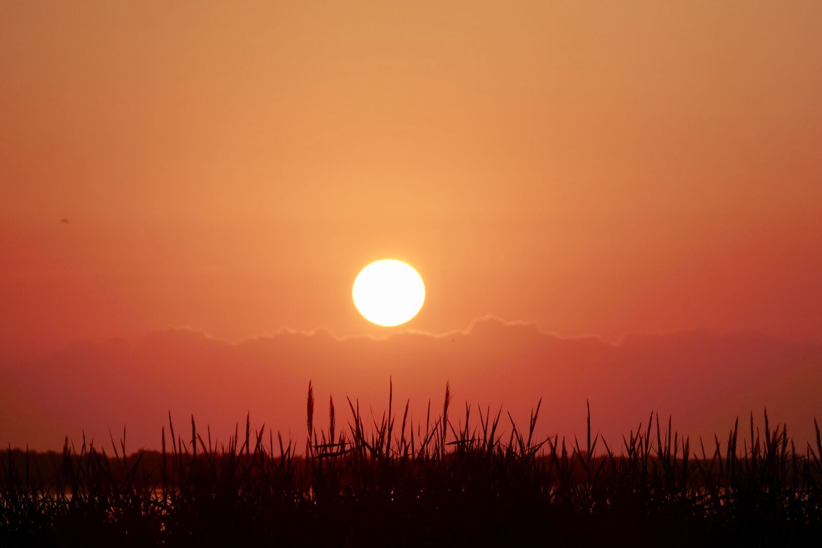 Panasonic Lumix DMC-FZ1000 sample photo. Sunset, dawn, sun photography