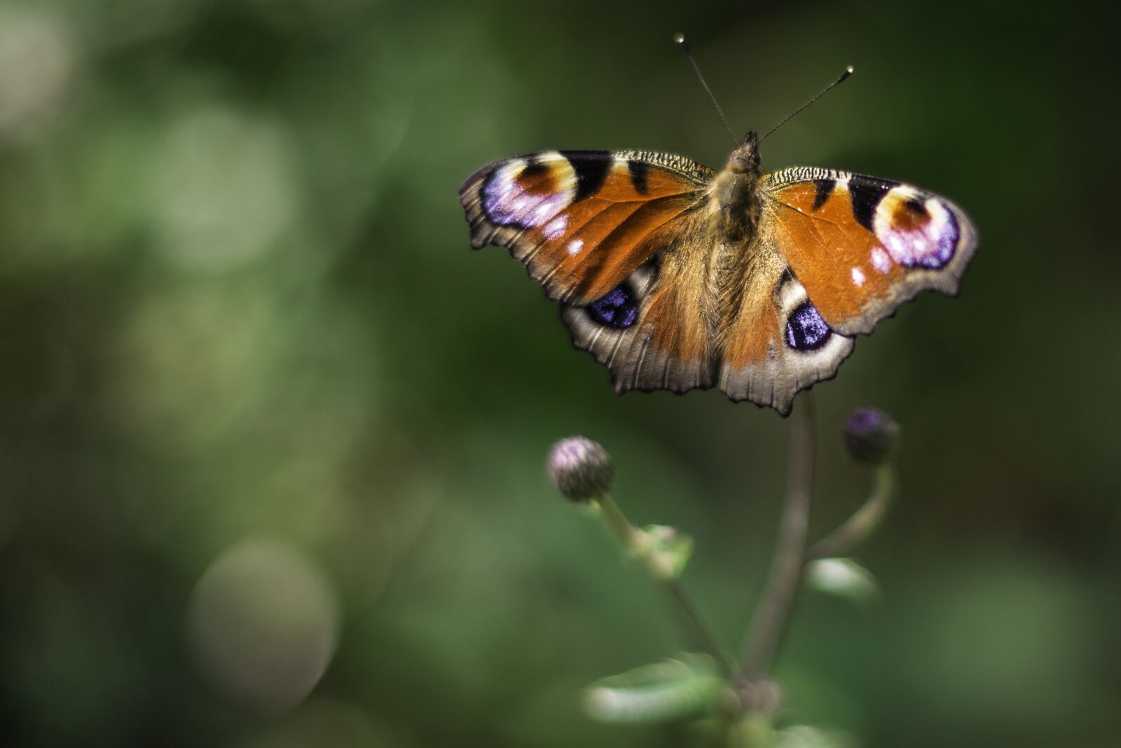 Canon EF 50mm F1.4 USM sample photo. Peacock, butterfly, insect photography
