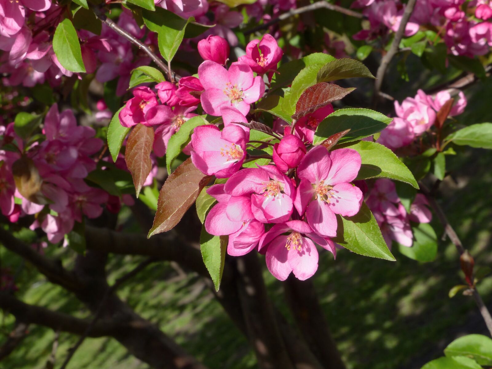 Panasonic Lumix DMC-FZ200 sample photo. Paradise apples, bloom, spring photography