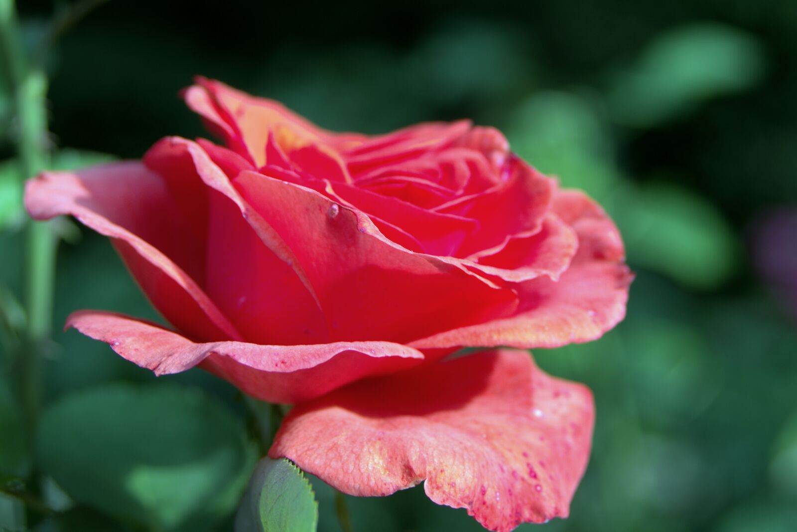 Pentax K-S2 sample photo. Rose, red, jasna photography