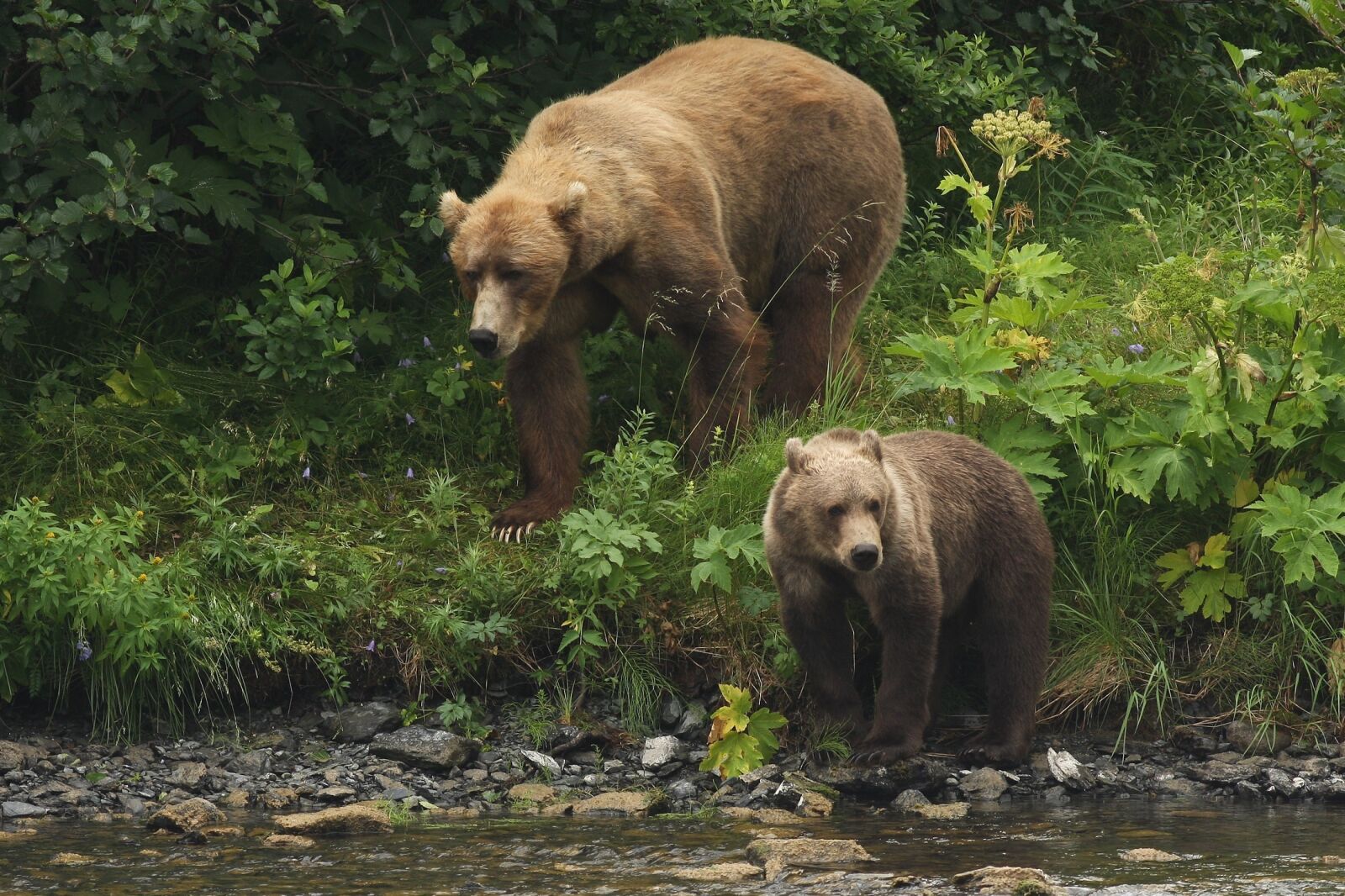 Canon EOS 40D sample photo. Kodiak bears, portrait, wildlife photography