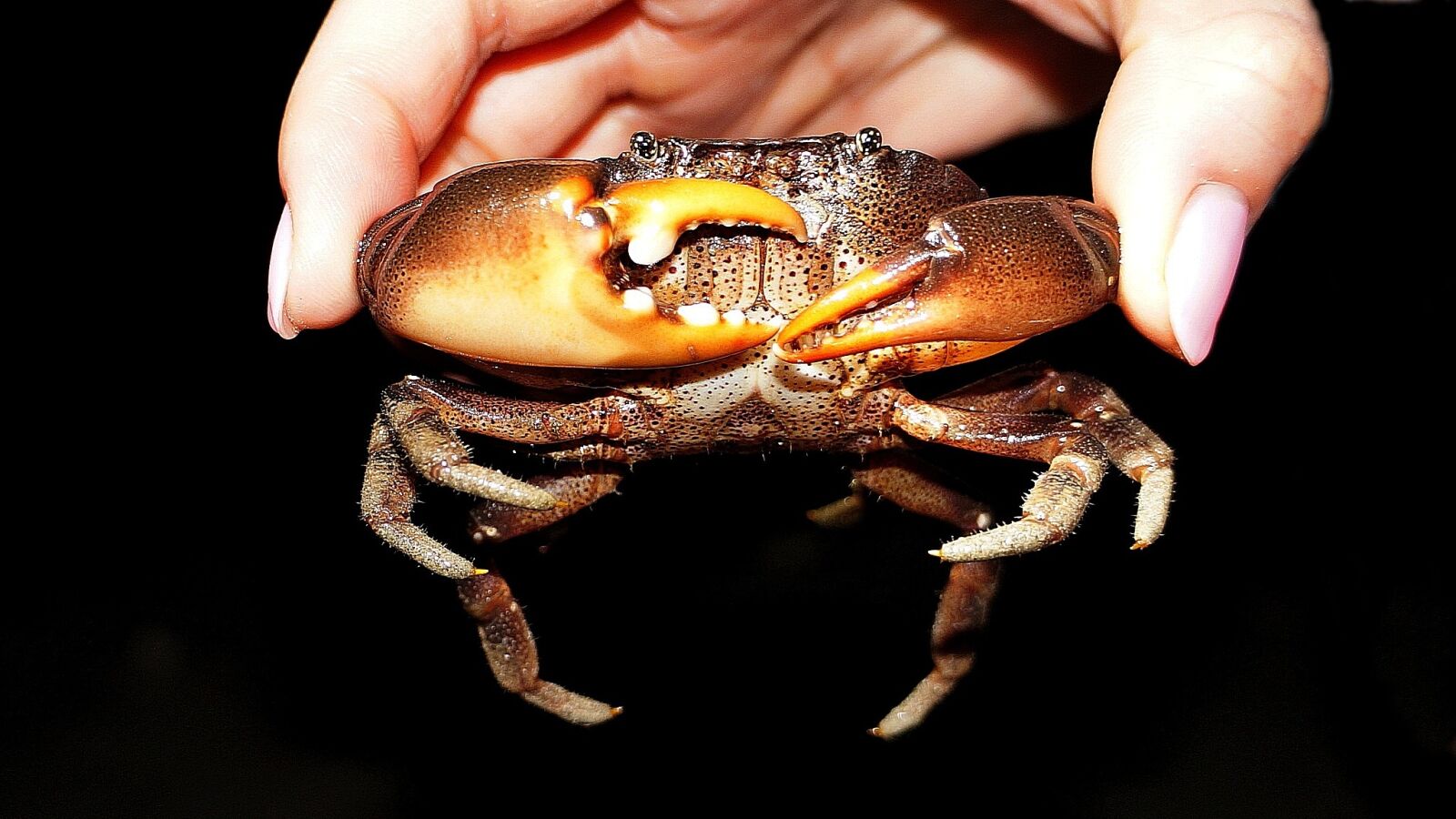 Sony Alpha NEX-5N sample photo. Crab, pincers, sea ​​creatures photography