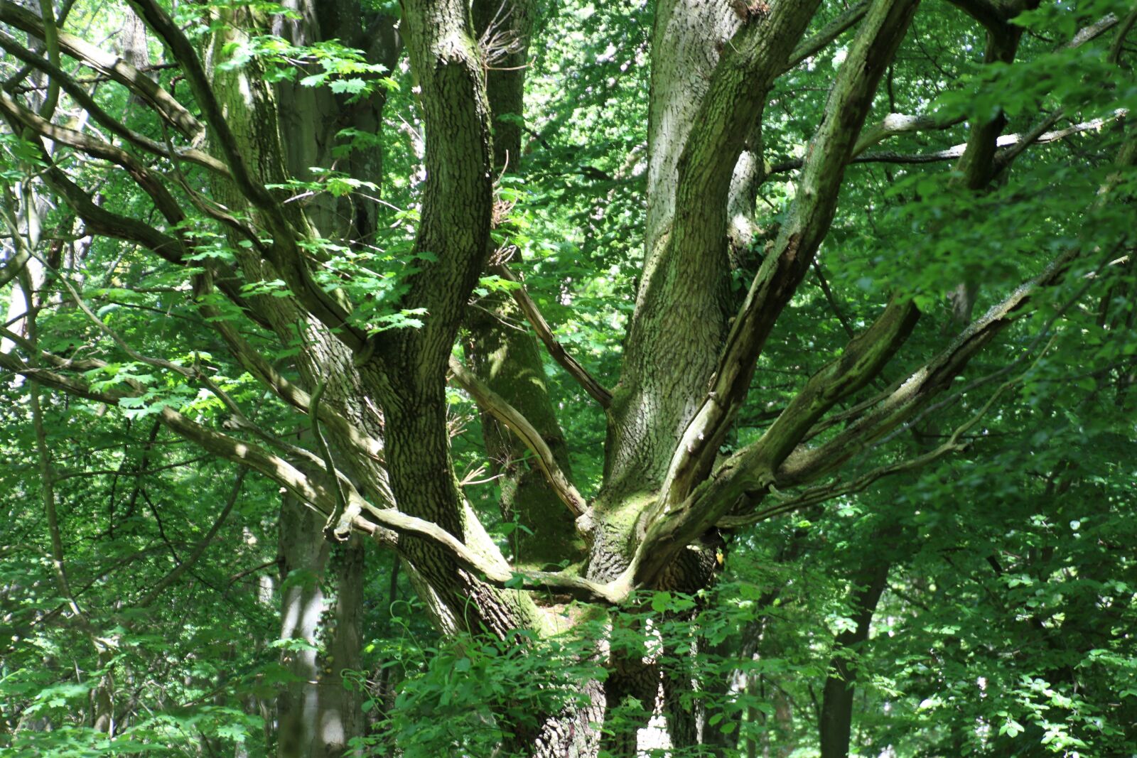 Canon EOS 7D Mark II sample photo. Branches, calm, climb, fairies photography