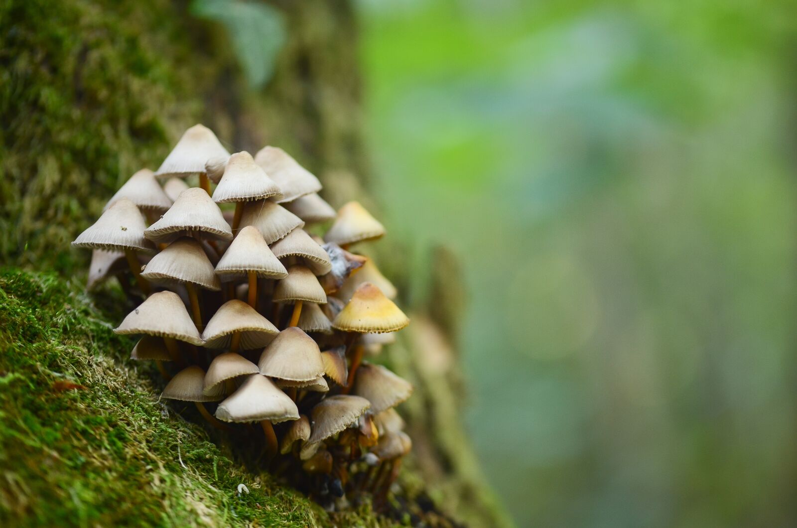 Nikon D7000 sample photo. Forest, nature, autumn photography