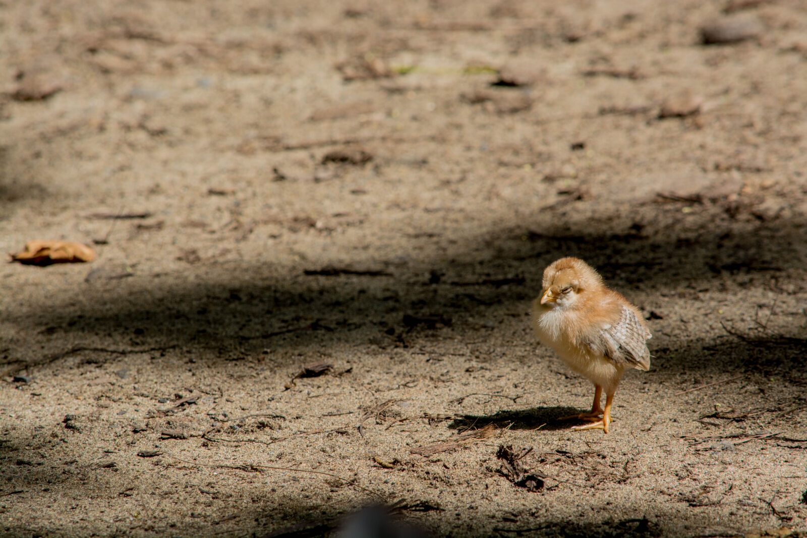 Nikon D5200 sample photo