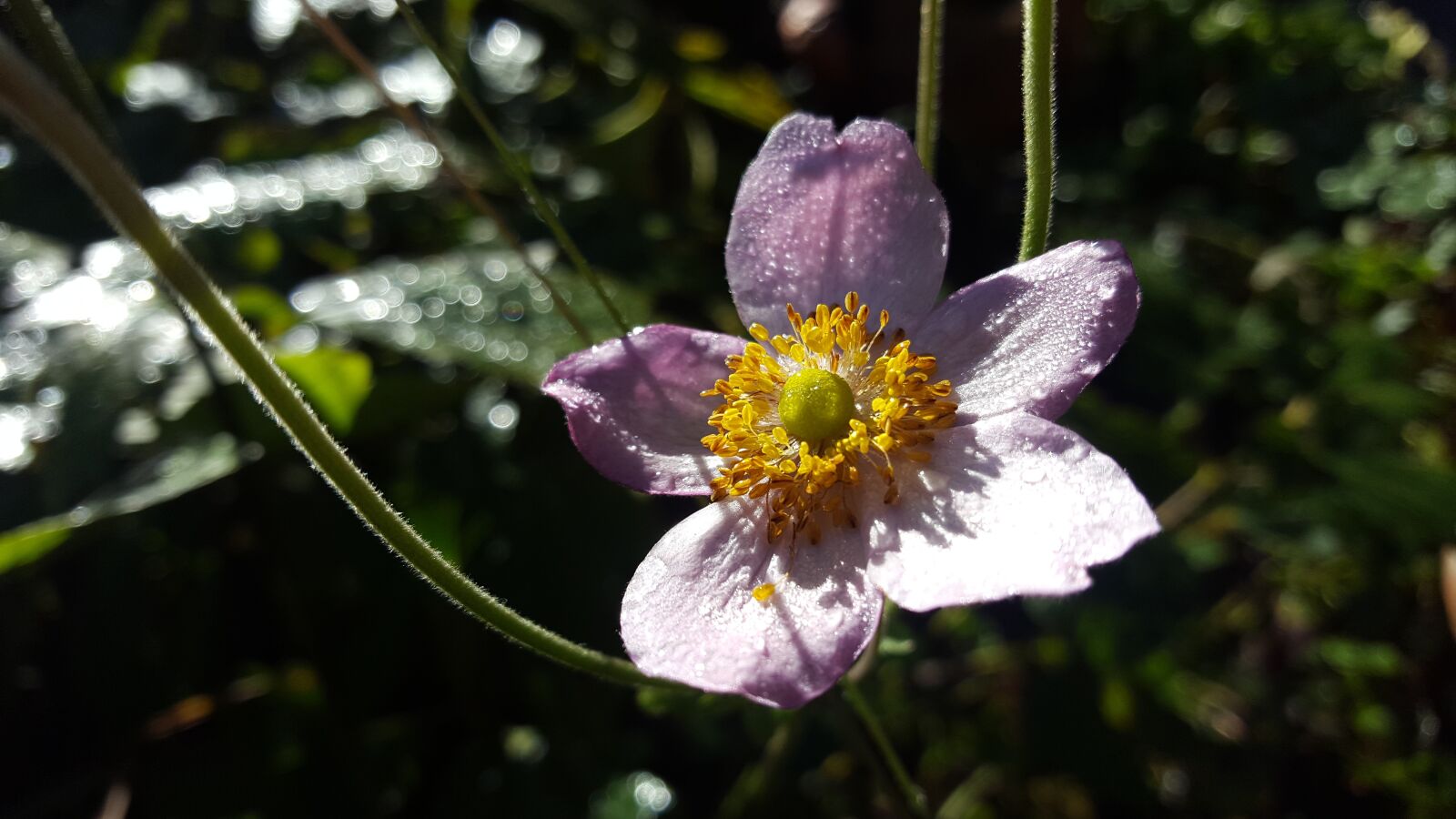 Samsung GALAXY S6 edge sample photo. Garden, flower, sun photography