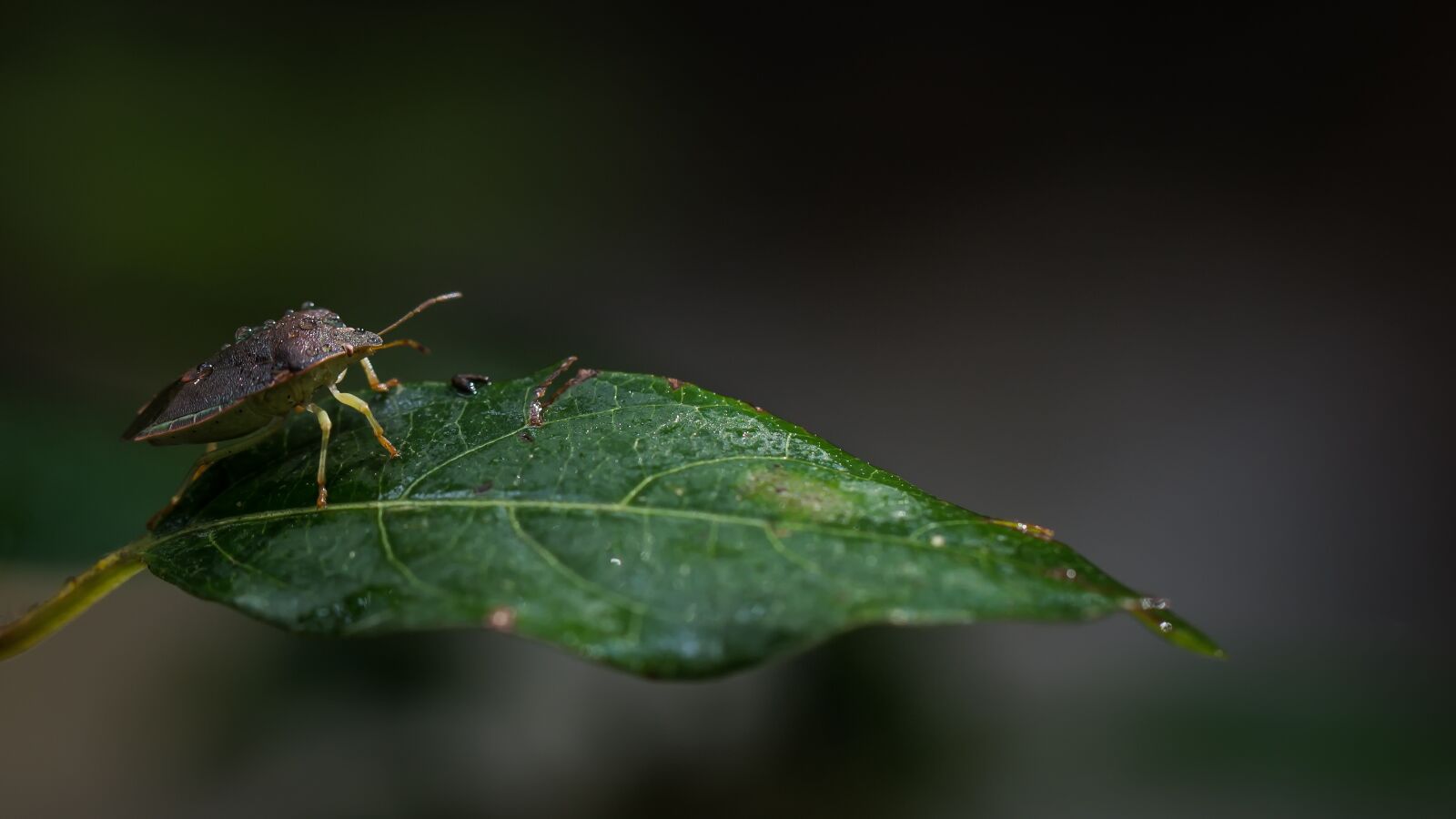 Canon EOS 60D sample photo. Bug, insects, nature photography