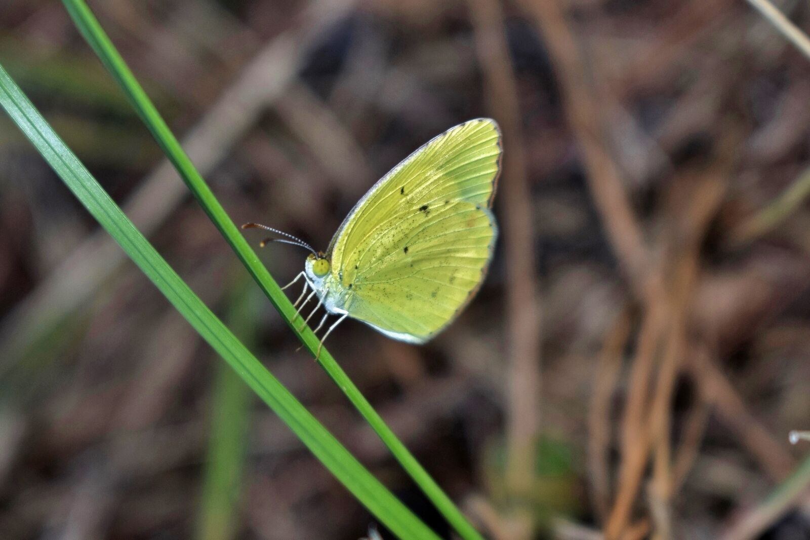 Nikon D5300 sample photo. Butterfly, yellow butterfly, sulphur photography