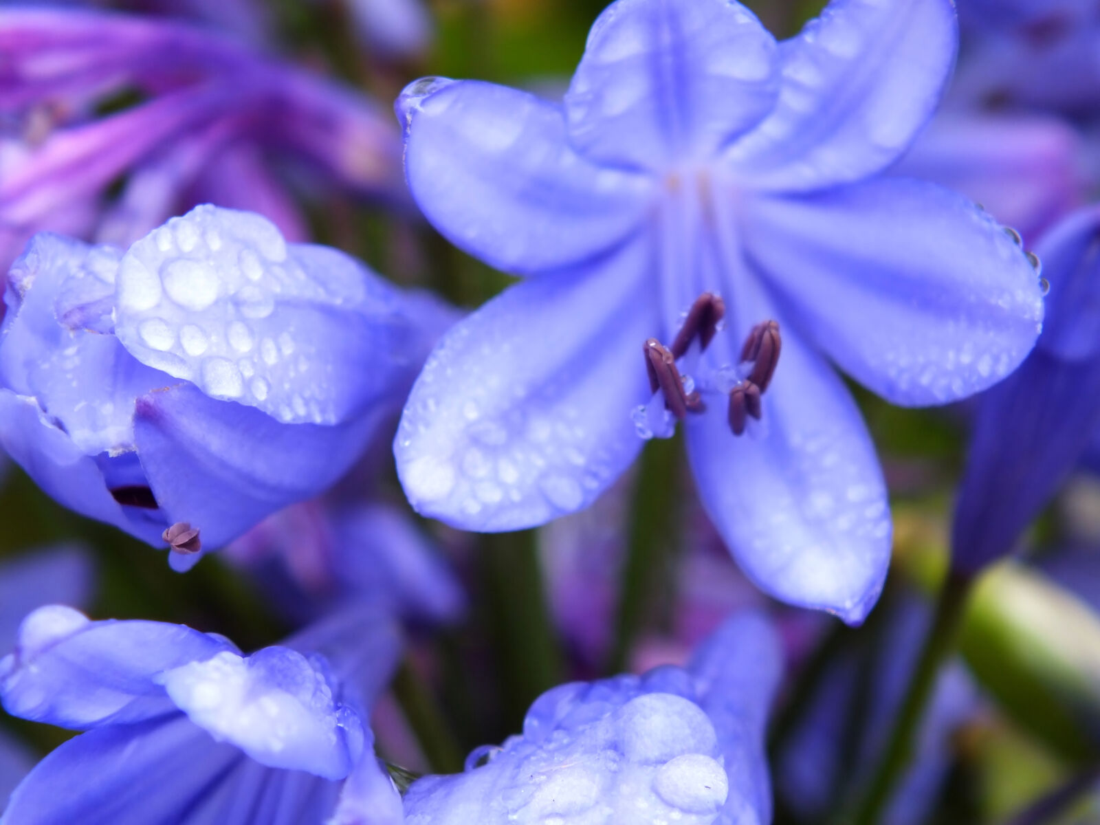 Fujifilm FinePix HS30EXR sample photo. Blue, flowers, fleur, fleurs photography