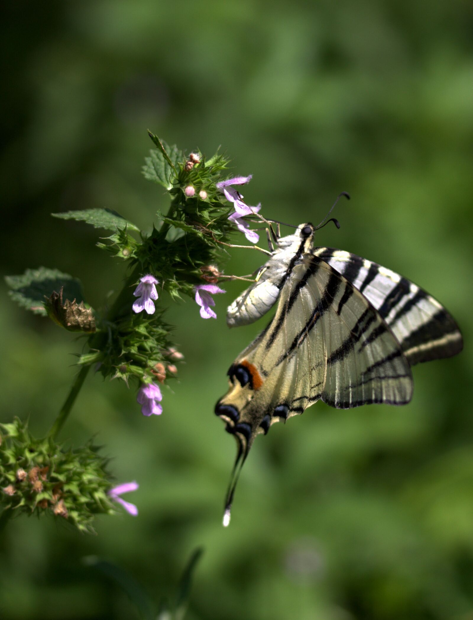 Canon EF-S 60mm F2.8 Macro USM sample photo. Butterfly, dovetail, insecta photography