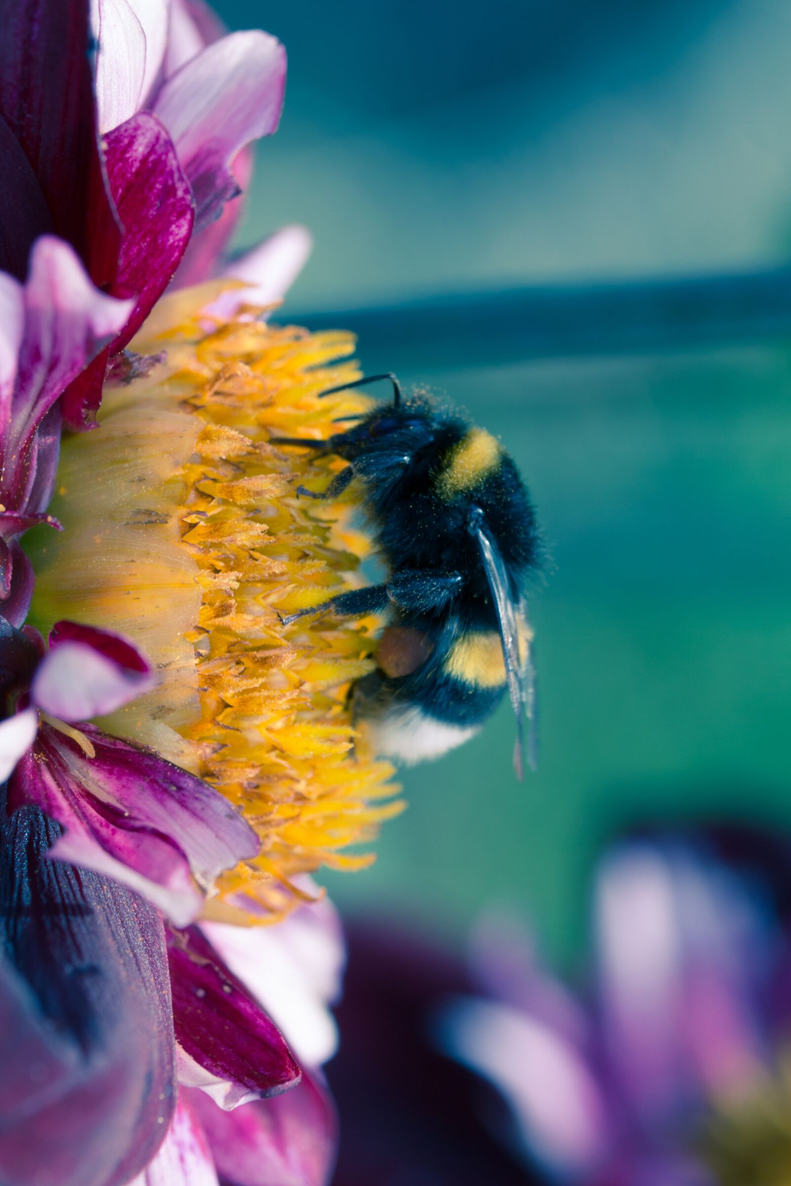Canon EOS 70D sample photo. Dahlia hortensis, hummel, blossom photography