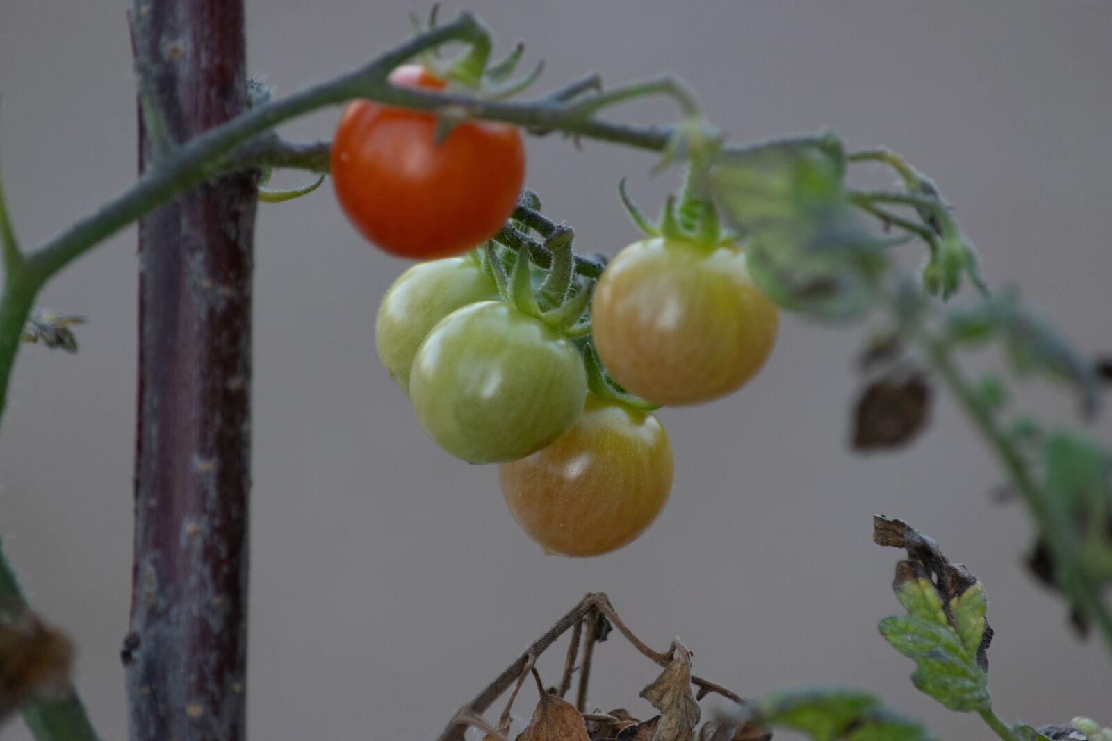 Nikon D3300 sample photo. Tomatoes, red, green photography