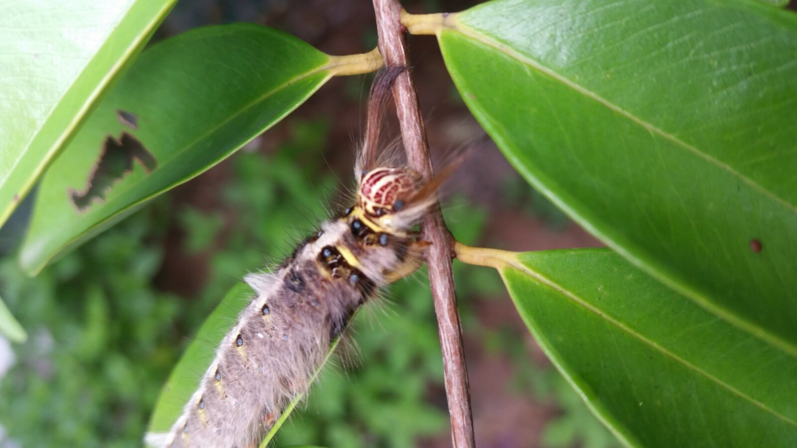 Samsung Galaxy S5 sample photo. Insect, worms, insects photography