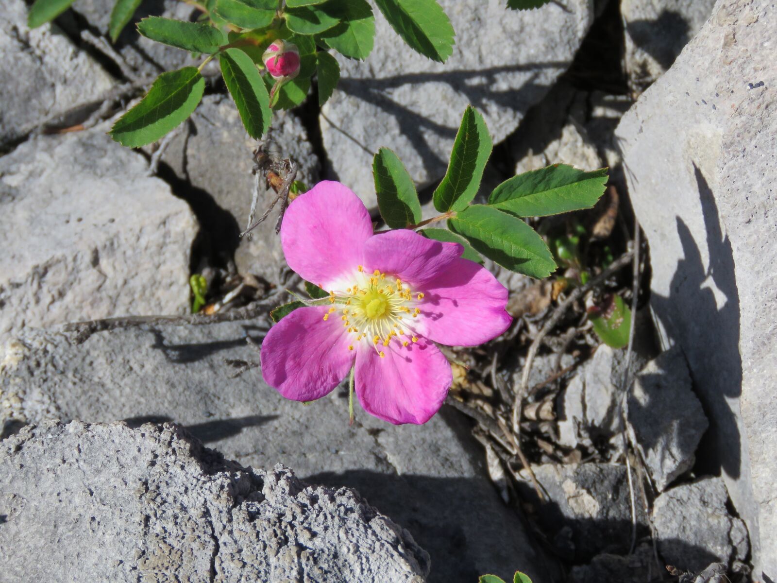 Canon PowerShot SX60 HS sample photo. Wild rose, alberta provincial photography