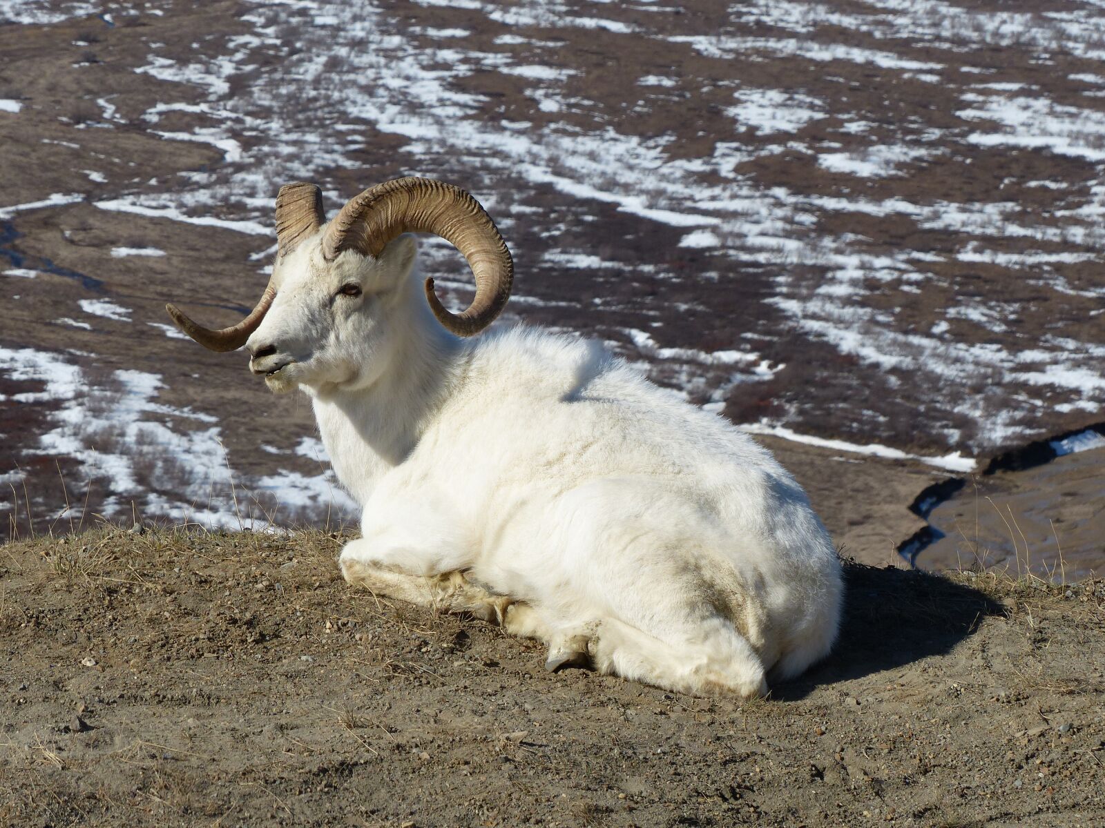 Panasonic Lumix DMC-FZ200 sample photo. Wildlife, sheep, alaska photography